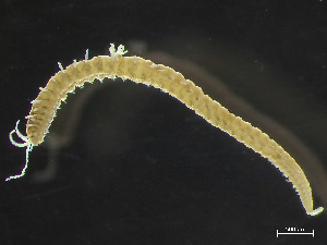  ( - HMSC174_02210)  @11 [ ] by-nc-sa  Unspecified Huntsman Marine Science Centre