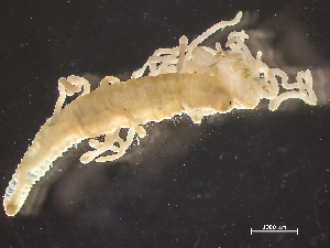  ( - HMSC174_02252)  @11 [ ] by-nc-sa  Unspecified Huntsman Marine Science Centre