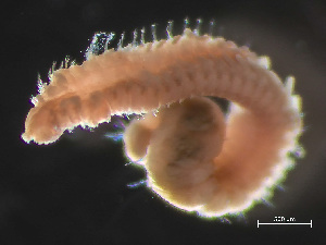  ( - HMSC174_02257)  @11 [ ] by-nc-sa  Unspecified Huntsman Marine Science Centre