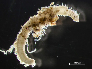  ( - HMSC174-02442)  @11 [ ] by-nc-sa  Unspecified Huntsman Marine Science Centre