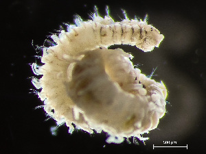  ( - HMSC174-02443)  @11 [ ] by-nc-sa  Unspecified Huntsman Marine Science Centre