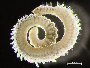  ( - HMSC174-02444)  @11 [ ] by-nc-sa  Unspecified Huntsman Marine Science Centre