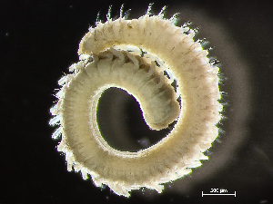  ( - HMSC174-02445)  @11 [ ] by-nc-sa  Unspecified Huntsman Marine Science Centre