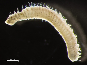  ( - HMSC174-02446)  @11 [ ] by-nc-sa  Unspecified Huntsman Marine Science Centre