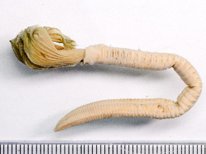  ( - HMSC174-02577)  @11 [ ] by-nc-sa  Unspecified Huntsman Marine Science Centre