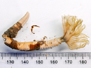  ( - HMSC174-02578)  @11 [ ] by-nc-sa  Unspecified Huntsman Marine Science Centre