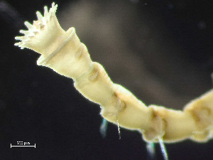  ( - HMSC174_02997)  @11 [ ] by-nc-sa  Unspecified Huntsman Marine Science Centre