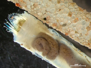  ( - HMSC174_03040)  @11 [ ] by-nc-sa  Unspecified Huntsman Marine Science Centre
