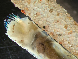  ( - HMSC174_03040)  @11 [ ] by-nc-sa  Unspecified Huntsman Marine Science Centre