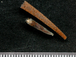  ( - HMSC174_03041)  @11 [ ] by-nc-sa  Unspecified Huntsman Marine Science Centre
