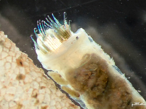 ( - HMSC174_03041)  @11 [ ] by-nc-sa  Unspecified Huntsman Marine Science Centre