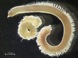  ( - HMSC174_03049)  @11 [ ] by-nc-sa  Unspecified Huntsman Marine Science Centre
