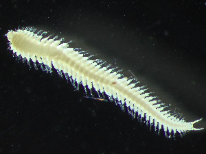  ( - HMSC174_03075)  @11 [ ] by-nc-sa  Unspecified Huntsman Marine Science Centre
