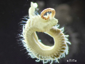  ( - HMSC174_03076)  @11 [ ] by-nc-sa  Unspecified Huntsman Marine Science Centre