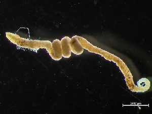  (Mediomastus ambiseta - HMSC174_03144)  @11 [ ] by-nc-sa  Unspecified Huntsman Marine Science Centre