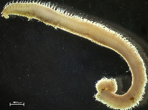  ( - HMSC174_03151)  @11 [ ] by-nc-sa  Unspecified Huntsman Marine Science Centre