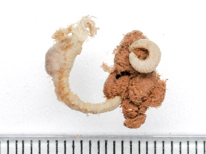 ( - HMSC174_03184)  @11 [ ] by-nc-sa  Unspecified Huntsman Marine Science Centre