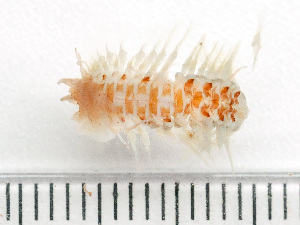 (Austrolaenilla - HMSC174_03199)  @11 [ ] by-nc-sa  Unspecified Huntsman Marine Science Centre