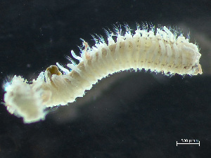  ( - HMSC174_03258)  @11 [ ] by-nc-sa  Unspecified Huntsman Marine Science Centre