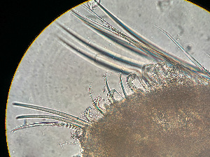  ( - HMSC174_03260)  @11 [ ] by-nc-sa  Unspecified Huntsman Marine Science Centre