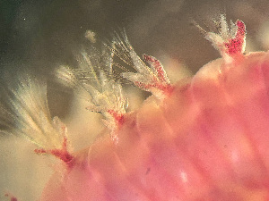  ( - HMSC174-03431)  @11 [ ] by-nc-sa  Unspecified Huntsman Marine Science Centre