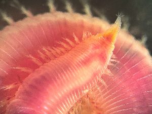  ( - HMSC174-03431)  @11 [ ] by-nc-sa  Unspecified Huntsman Marine Science Centre