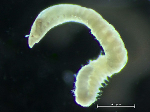  ( - HMSC174_03449)  @11 [ ] CreativeCommons - Attribution Non-Commercial Share-Alike (2025) Unspecified Huntsman Marine Science Centre