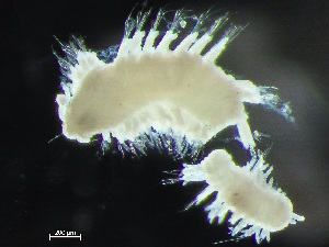  (Parougia - HMSC174-03529)  @11 [ ] by-nc-sa  Unspecified Huntsman Marine Science Centre