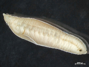  (Travisia carnea - HMSC174-03568)  @11 [ ] by-nc-sa  Unspecified Huntsman Marine Science Centre