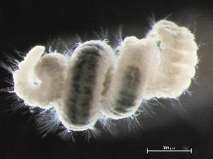  (Paraonis - HMSC174-03582)  @11 [ ] by-nc-sa  Unspecified Huntsman Marine Science Centre