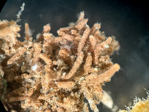  ( - HMSC174-03591)  @11 [ ] by-nc-sa  Unspecified Huntsman Marine Science Centre