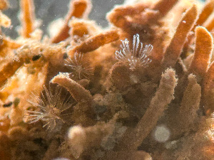  ( - HMSC174-03591)  @11 [ ] by-nc-sa  Unspecified Huntsman Marine Science Centre