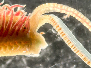  ( - HMSC174-03604)  @11 [ ] by-nc-sa  Unspecified Huntsman Marine Science Centre