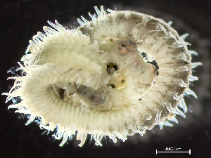  ( - HMSC174-03606)  @11 [ ] by-nc-sa  Unspecified Huntsman Marine Science Centre