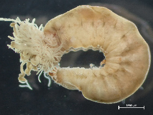  ( - HMSC174_03699)  @11 [ ] by-nc-sa  Unspecified Huntsman Marine Science Centre