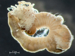  ( - HMSC174_03700)  @11 [ ] by-nc-sa  Unspecified Huntsman Marine Science Centre