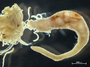  ( - HMSC174_03711)  @11 [ ] by-nc-sa  Unspecified Huntsman Marine Science Centre