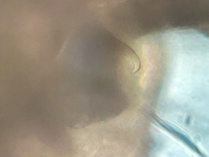  ( - HMSC174_03744)  @11 [ ] by-nc-sa  Unspecified Huntsman Marine Science Centre