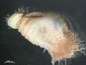 ( - HMSC174_03753)  @11 [ ] by-nc-sa  Unspecified Huntsman Marine Science Centre