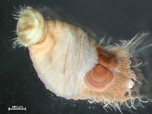  ( - HMSC174_03753)  @11 [ ] by-nc-sa  Unspecified Huntsman Marine Science Centre