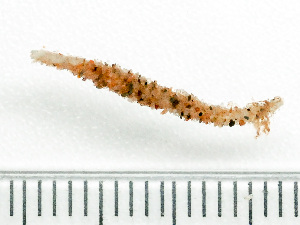  ( - HMSC174_03774)  @11 [ ] by-nc-sa  Unspecified Huntsman Marine Science Centre