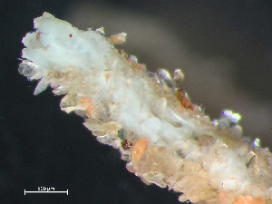  ( - HMSC174_03774)  @11 [ ] by-nc-sa  Unspecified Huntsman Marine Science Centre