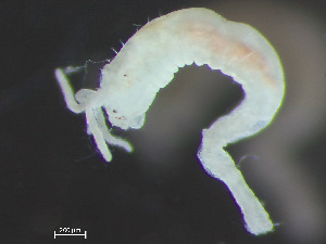  ( - HMSC174_03815)  @11 [ ] by-nc-sa  Unspecified Huntsman Marine Science Centre