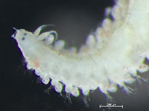  ( - HMSC174_03887)  @11 [ ] by-nc-sa  Unspecified Huntsman Marine Science Centre
