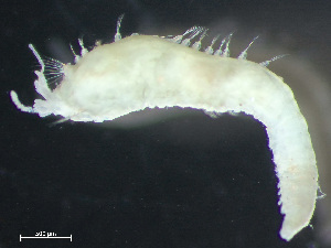  ( - HMSC174_03891)  @11 [ ] by-nc-sa  Unspecified Huntsman Marine Science Centre