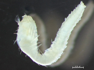  ( - HMSC174_03918)  @11 [ ] by-nc-sa  Unspecified Huntsman Marine Science Centre