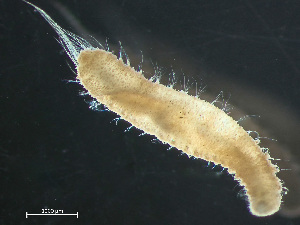  ( - HMSC174_03926)  @11 [ ] by-nc-sa  Unspecified Huntsman Marine Science Centre