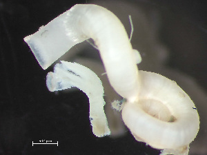  ( - HMSC174_03988)  @11 [ ] by-nc-sa  Unspecified Huntsman Marine Science Centre