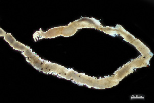  ( - HMSC174_04004)  @11 [ ] by-nc-sa  Unspecified Huntsman Marine Science Centre