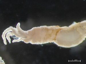  ( - HMSC174_04004)  @11 [ ] by-nc-sa  Unspecified Huntsman Marine Science Centre